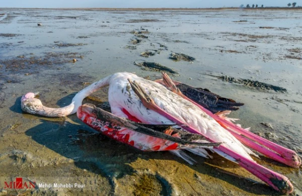Xəzərdə quşlar kütləvi şəkildə  ölür  - ŞOK FOTOLAR