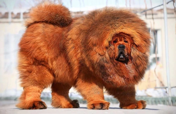 Azərbaycanda 1,5 milyon manata it satılır - FOTO