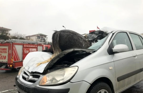 Qorxunc görüntü: At maşının şüşəsindən içəri girdi +VİDEO
