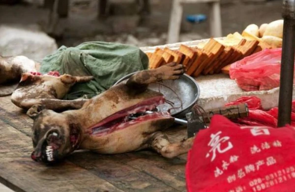 Koronavirusun yayıldığı bazardan dəhşətli görüntülər – FOTOLAR+VİDEO