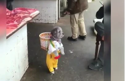 Bu itin videosu izləmə rekordu qırdı