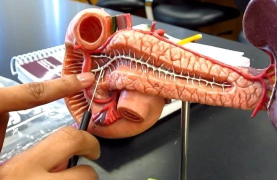 Mədəaltı vəzinin ən acımasız xəstəliyi PANKREATİT – Kimlərdə yaranır, ƏLAMƏTLƏR