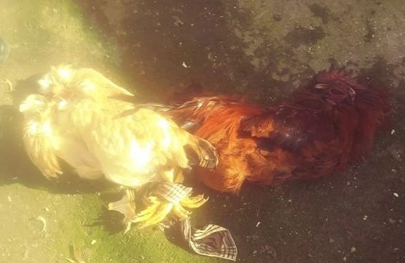 Bakıda tükürpədici hadisə — Jurnalistin evində öldürülüb bir-birinə bağlanmış xoruz və toyuq tapıldı - FOTO