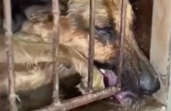 Çindən dəhşətli video: Diri itin üzərinə qaynar su töküb... (18+)