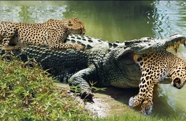 Bəbirlə timsah ölüm-dirim savaşına çıxdı