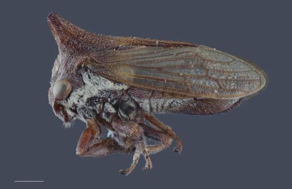 Alimlər yeni tapılan həşərata Ledi Qaqanın adını verdilər