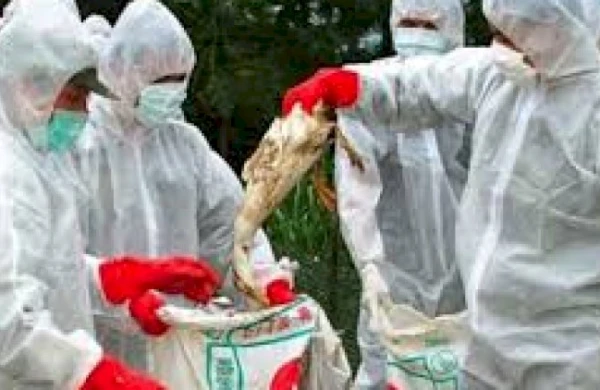 Azərbaycanda “quş qripi” ilə bağlı əhaliyə müraciət olundu: “Uzaq durun“