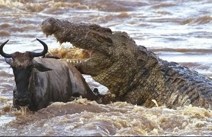 Timsahlar su içmək istəyən antilopu diri-diri parçaladı (18+VİDEO)