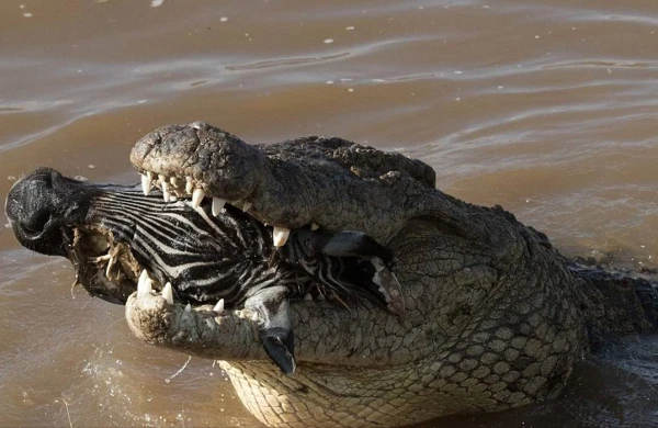 Qorxunc görüntü: Timsah zebranı insanların gözü önündə uddu (18+VİDEO)