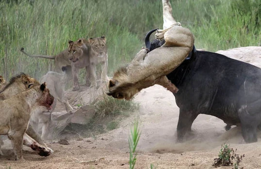 Camış ona hücum edən şirin qarnını yırtdı (18+VIDEO )