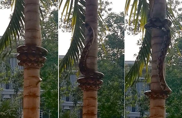 Nəhəng ilan şəhərin mərkəzində insanları qorxuya saldı (18+ Video )