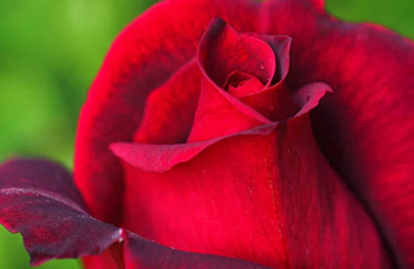 Gül ətri biliyin gücünü artırır