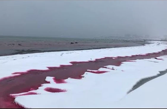 Xəzər suları “qana” boyandı, insanlar qorxuya düşdü - Video