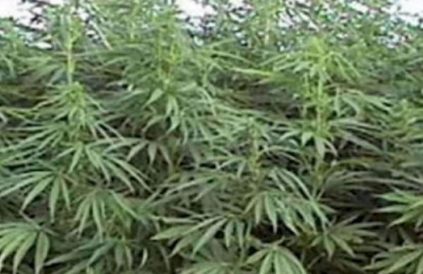 Rusiyada şok qərar: Çətənə və xaşxaş əkməyə icazə verildi