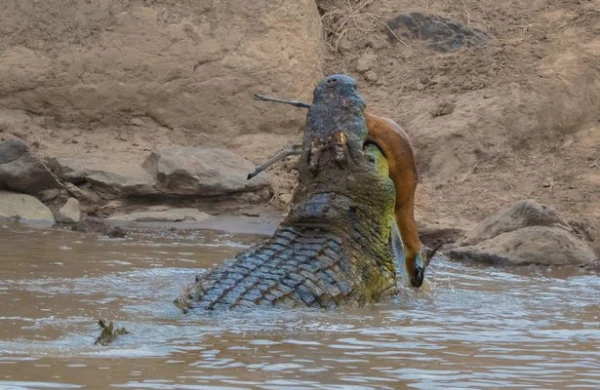 Timsah sudan çıxıb ceyranı diri-diri parçaladı (18+VİDEO)