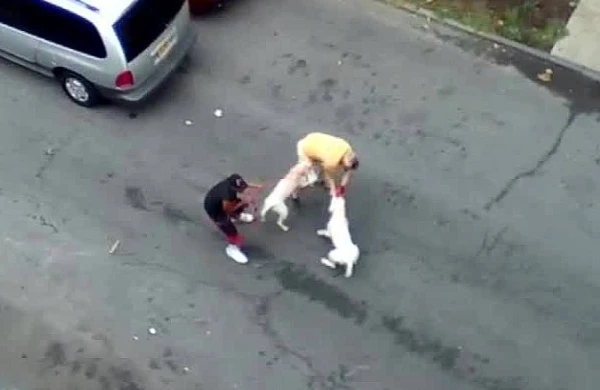 Pitbull itləri küçədə gənci parçalayıb (18+VİDEO)