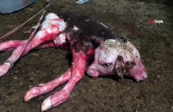 Görənlər şoka düşdü: İnəyin  qarnından çıxan buzov...+VİDEO