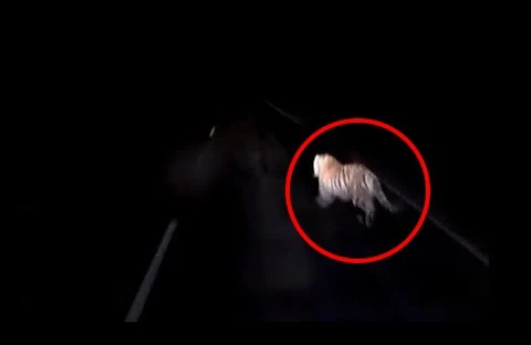 Sürücü nəsli tükənməkdə olan heyvanı vurub öldürdü 