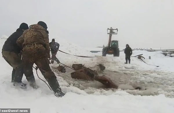 Buz qırıldı,atlar kütləvi şəkildə gölməçəyə töküldü +VİDEO