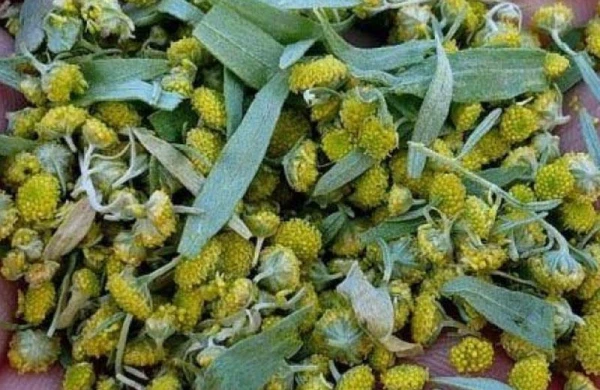 Bu bitki xərçəngin qənimidir: Şişi və metastazları məhv edir – TƏSİRİ