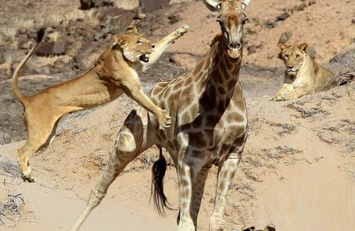 Şirlər zürafənin boynuna tullanıb parçaladı (18+)