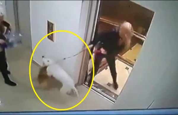 Liftdən çıxan pitbull iti qızın bahalı itini öldürdü (18+video)