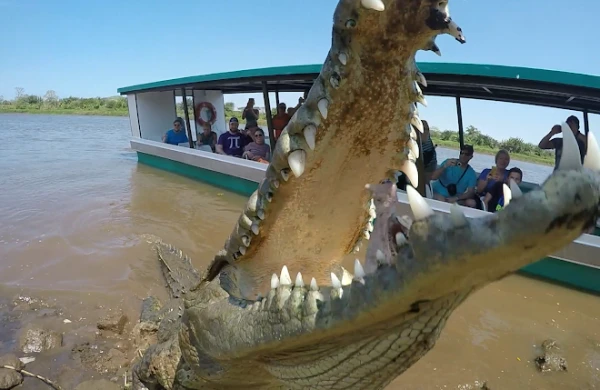 Görüntülər şok etdi: Adam timsah sürüsünün içərisinə düşdü 