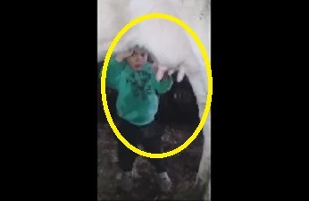 Şok görüntü: Uşaq inəyin döşündən süd əmdi