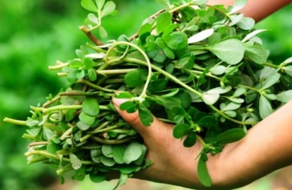 Min bir dərdin dərmanı - Bu xəstəlikləri olanlar mütləq İSTİFADƏ ETSİN