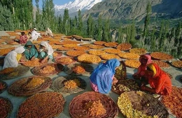 Bu meyvəni yeməklə 100 il yaşamaq olur– Qədim qəbilənin sirri