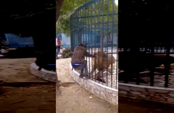 Zooparkda şir sərxoş kişini parçaladı (18+VİDEO)