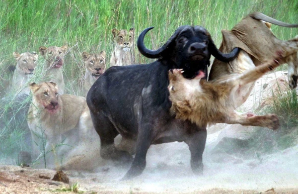 Şirlər camışı ayaq üstə parçaladı +VİDEO