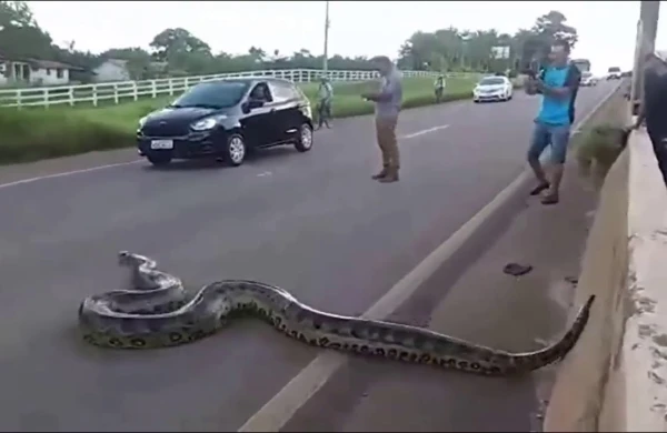 Şəhərin mərkəzində qorxunc görüntü: Nəhəng ilan yolu kəsdi +VİDEO