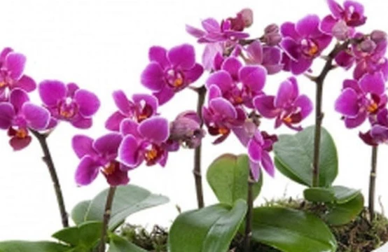 Xərçəngə qarşı təsir göstərən BİTKİ: Hər yerdə bitmir və…