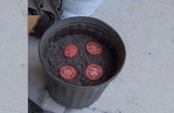 Pomidoru hissələrə bölüb üzərinə torpaq tökün - Nəticəsinə İNANMAYACAQSIZ (FOTOLAR)