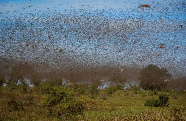 Azərbaycan sərhədinə 400 milyard çəyirtkə gəlir... Koronavirusdan daha böyük TƏHLÜKƏ! / VİDEO