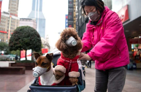 Heyvanlardan koronovirus keçirmi? -Təcili açıqlama