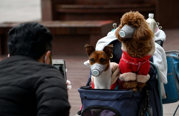 Ev heyvanlarından bizə koronovirus keçə bilərmi? — CAVAB