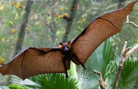 Yarasalar haqda bilmədiyimiz şok faktlar: Onlar qulaqları ilə görür +VİDEO