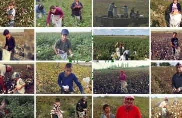 “Qul əməyi”nə cəlb olunan uşaqların ACI STATİSTİKASI: - “Qanunlar sərtləşdirilməsə...”