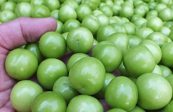 Azərbaycanda alça bağlarında DƏHŞƏTLİ xəstəlik yayıldı - VİDEO&nbsp;&nbsp;