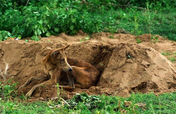 Cənazə üzərində olan it