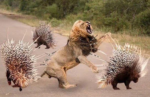 Lion attacks porcupine: Porcupine wins  +VİDEO
