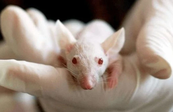 Rusiya koronavirus testləri üçün yeni siçanlar yaradır
