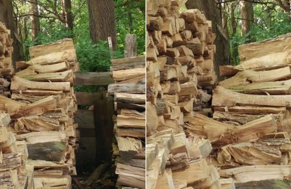 Fotoda pişiyi görürsünüzmü? - DİQQƏT TESTİ