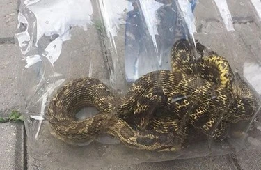 Avtomobilin motorundan ilan çıxdı (FOTO)