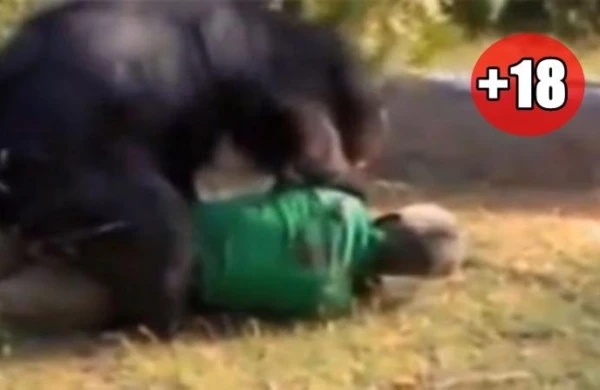 Azərbaycanda dəhşət: Uşağın meyiti parçalanmış halda çaydan tapıldı - Video