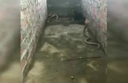 Zəhərli kobranın hücumundan balalarını belə qorudu - Video