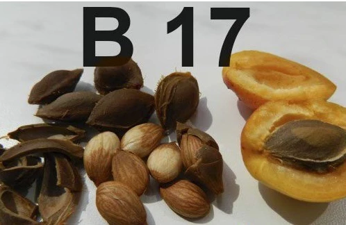 Vitamin B17 Qadağandır, Çünki o, Xərçəng xəstəliyini Sağaldır!!