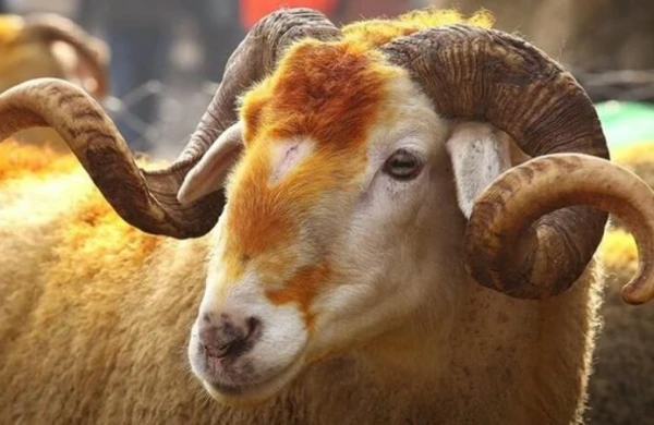 Azərbaycanda Qurban bayramı nə vaxtdır?